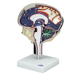Model řezů mozkem s vyznačeným proudem mozkomíšního moku