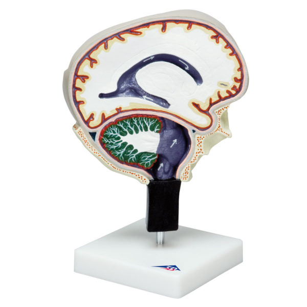 Model řezů mozkem s vyznačeným proudem mozkomíšního moku