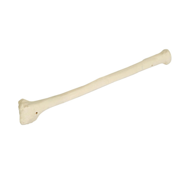 Kostní replika pravé vřetenní kosti