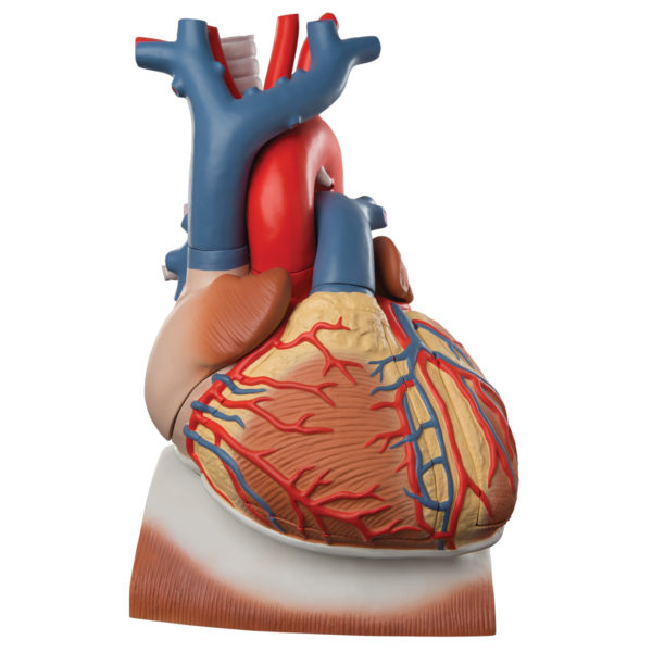 3x zvětšený model srdce