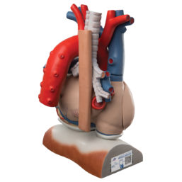 3x zvětšený model srdce