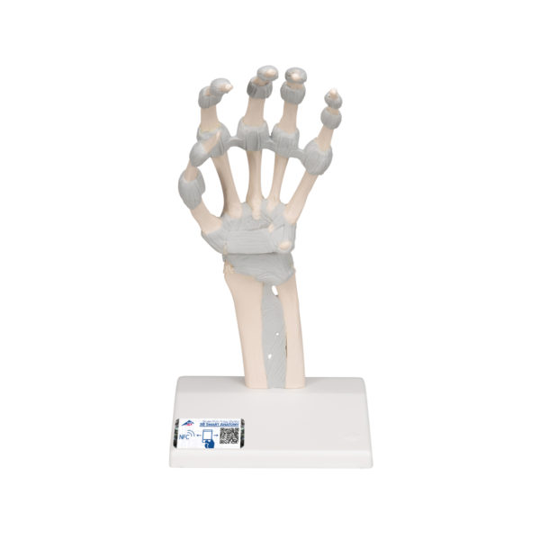 Model ruky s flexibilními ligamenty
