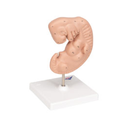 Model embrya