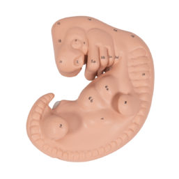 Model embrya