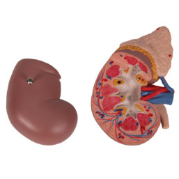 Model ledviny a nadledviny s průřezem