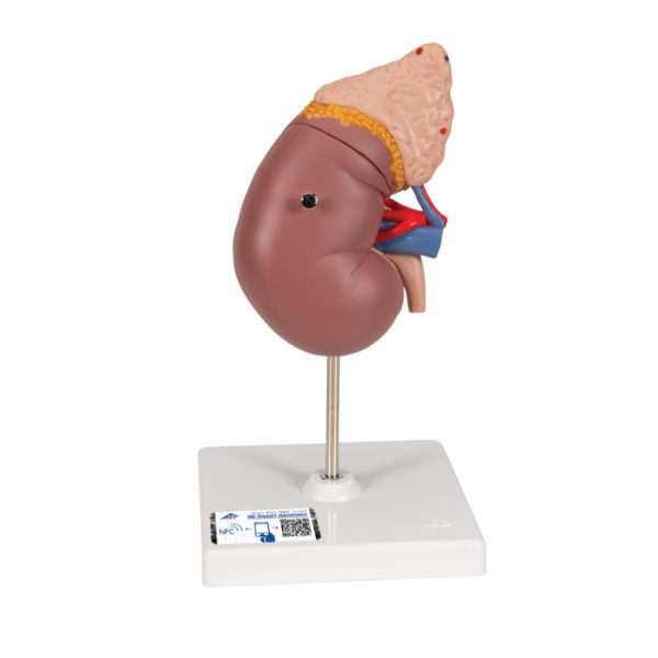 Model ledviny a nadledviny s průřezem
