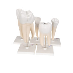 Set anatomických zubních modelů