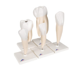 Set anatomických zubních modelů