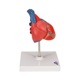 Model lidského srdce