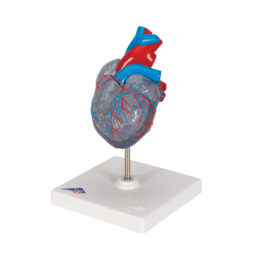 Transparentní model srdce