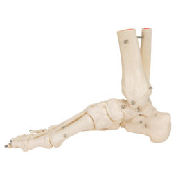 Model kostry nohy a kotníku