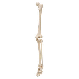 Model kostry lidské dolní končetiny