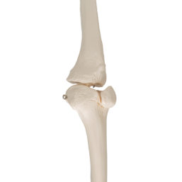 Model kostry lidské dolní končetiny