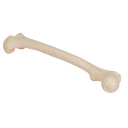 Anatomický model kosti stehenní
