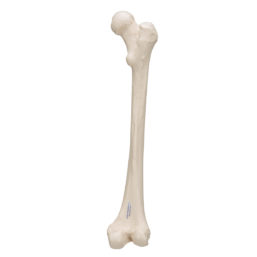 Anatomický model kosti stehenní