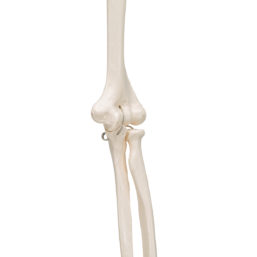 Model kostry horní končetiny