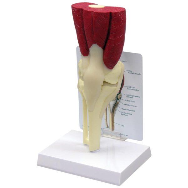 Model kolene s vazy a svaly
