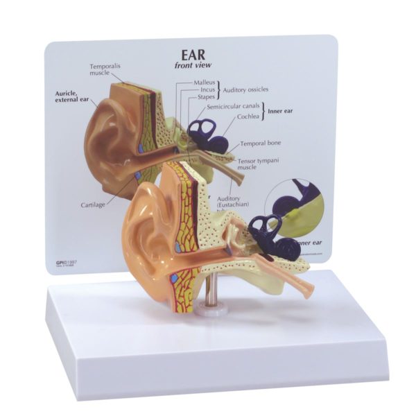 Anatomický model ucha