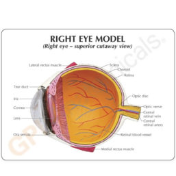 Model celého oka