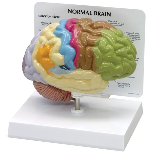 Senzomotorický model mozkové hemisféry