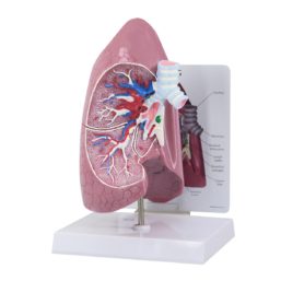 Anatomický model pravé plíce