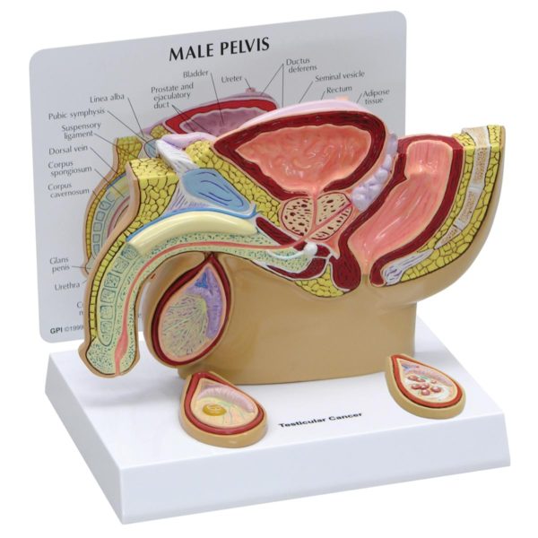 Model mužského reprodukčního systému