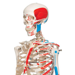 Model lidské kostry
