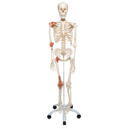 Model lidské kostry – s vazy