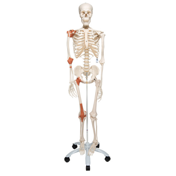 Model lidské kostry – s vazy