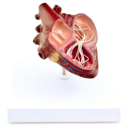 Model psího srdce infikované vlasovcem psím