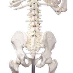 Model lidské kostry dospělého může