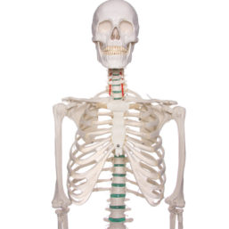 Model lidské kostry dospělého může