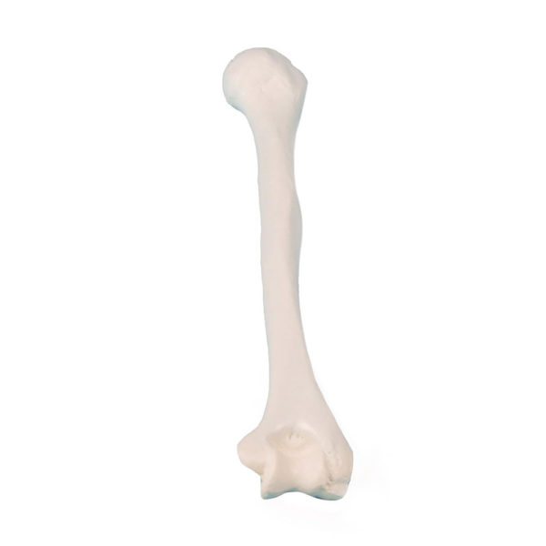 Replika kosti pažní