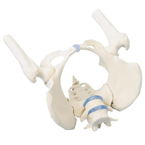 Model pánevní kosti