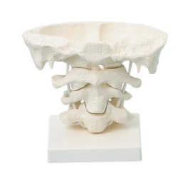 Model krčních obratlů a okcipitální kosti