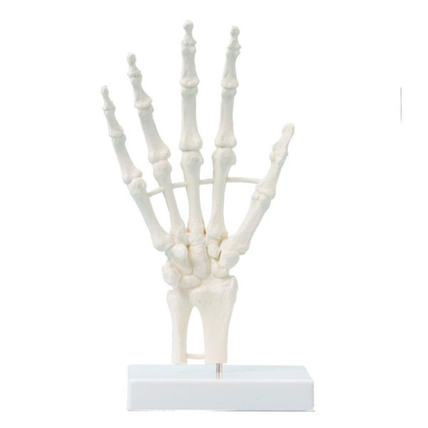 Model lidské ruky