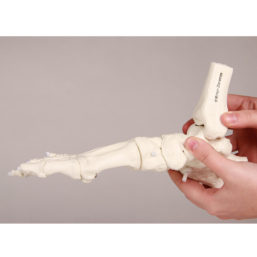 Model kostry nohy a kotníku