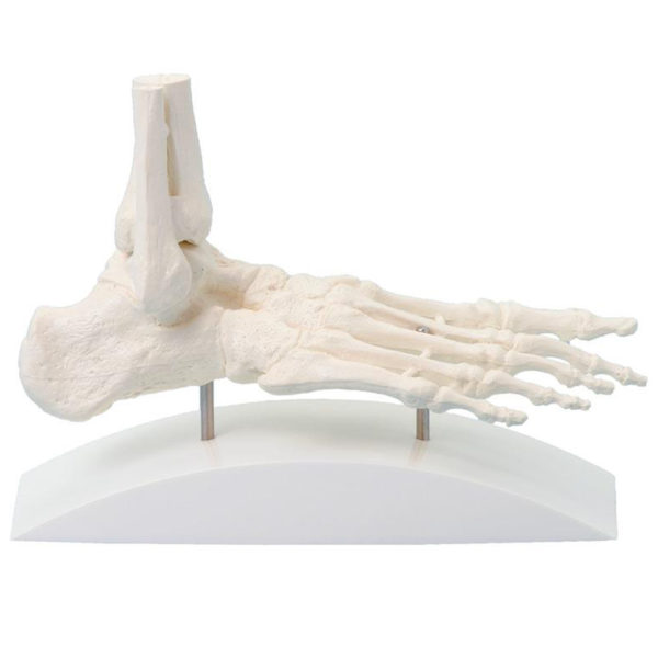 Model kostry lidské nohy a kotníku