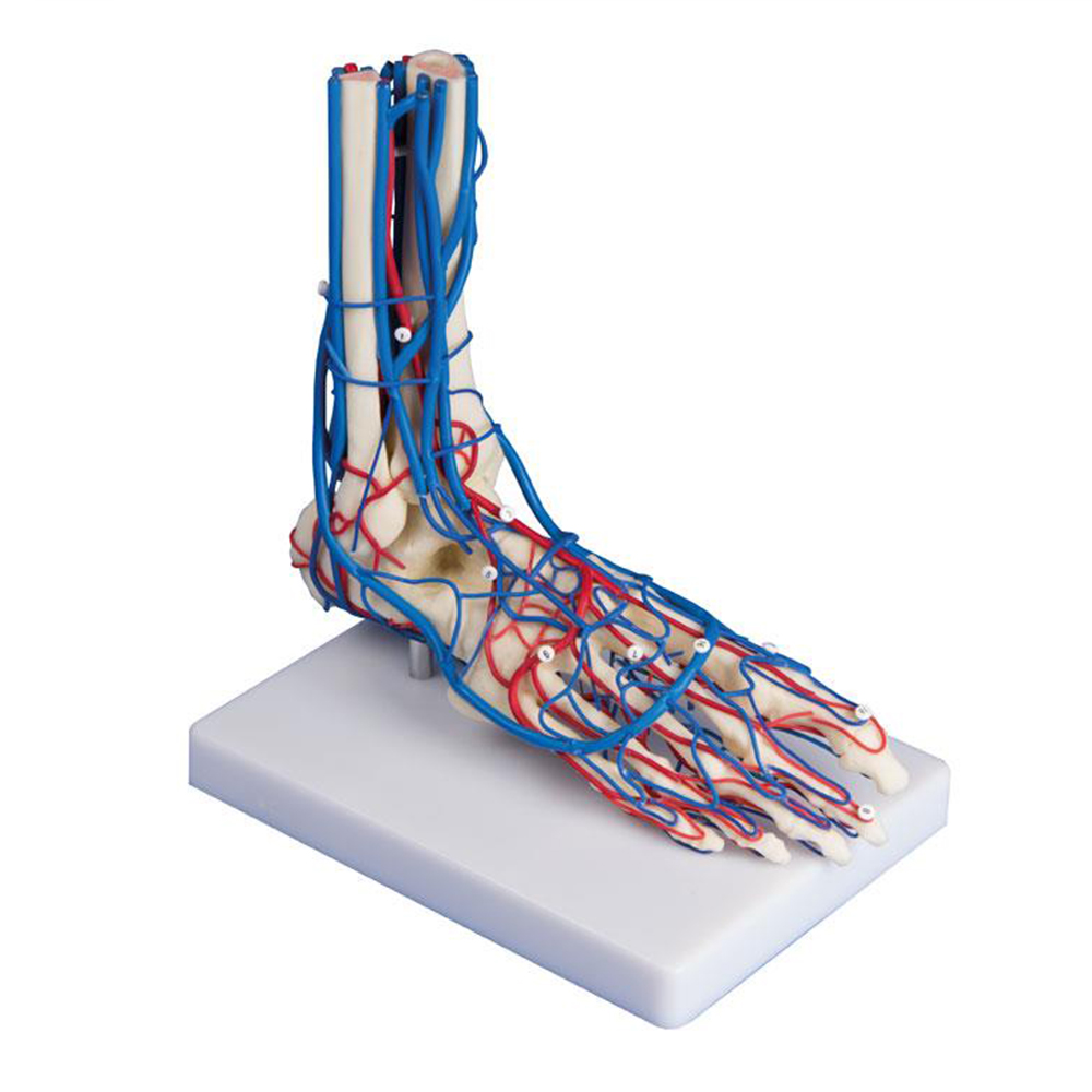 Anatomický model cév u nohy