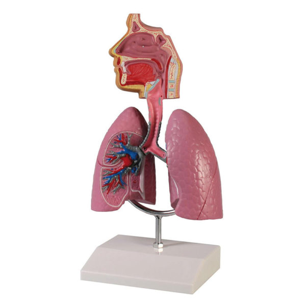 Anatomický-model celého dýchacího systému