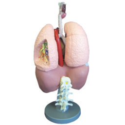 Detailní model všech respiračních orgánů a srdce