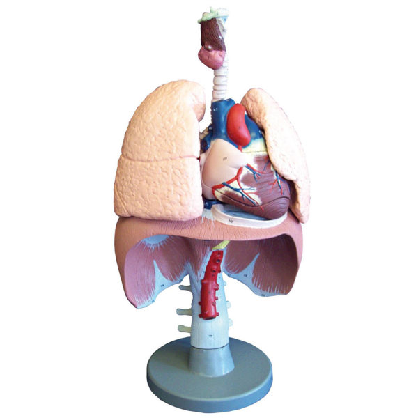 Detailní model všech respiračních orgánů a srdce