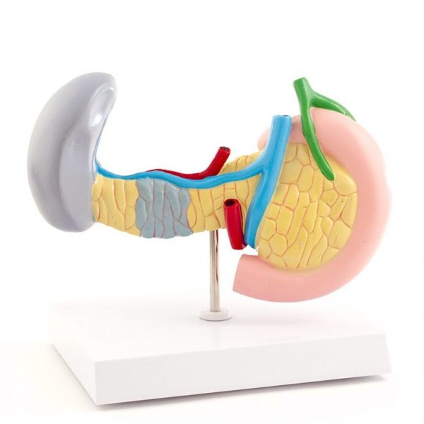 Anatomický model nejčastějších onemocnění slinivky, žlučníku, sleziny a dvanáctníku
