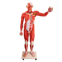 Anatomický model člověka mužského pohlaví