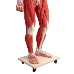 Anatomický model člověka mužského pohlaví