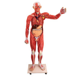 Anatomický model člověka mužského pohlaví