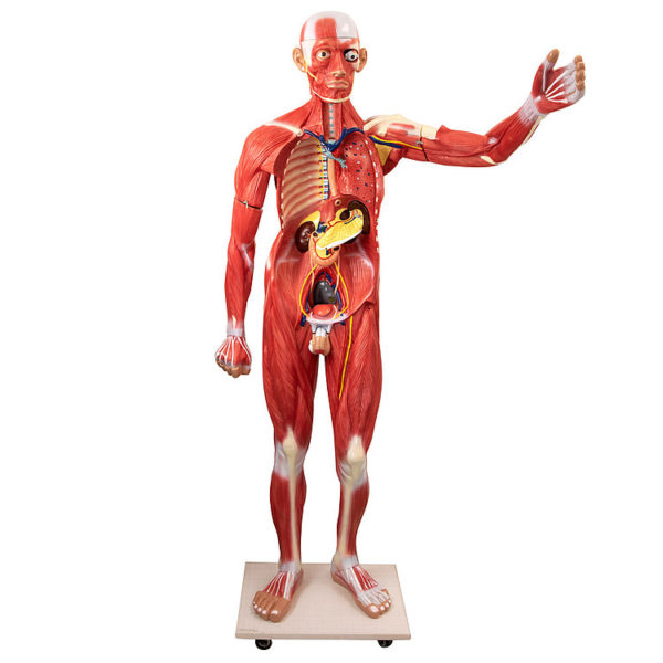 Anatomický model člověka mužského pohlaví