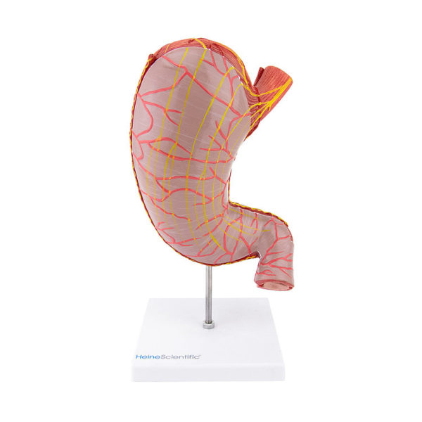 Anatomický model lidského žaludku s vizualizací žaludečního svalstva