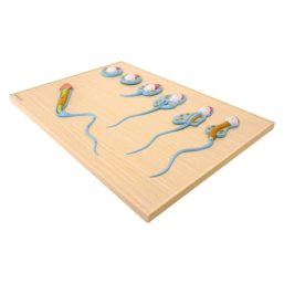 Model spermatogeneze