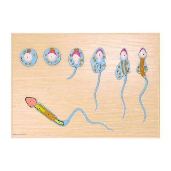 Model spermatogeneze
